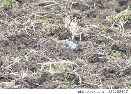 白鶺鴒，白鶺鴒 123282157