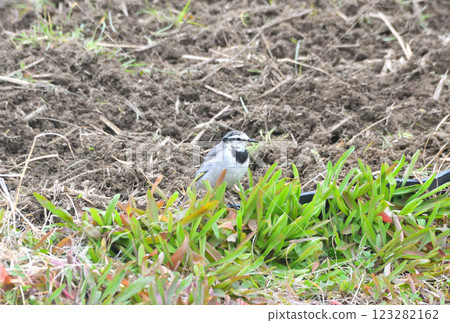 白鶺鴒，白鶺鴒 123282162