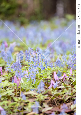 紫堇和山紫羅蘭群落的風景 123282524