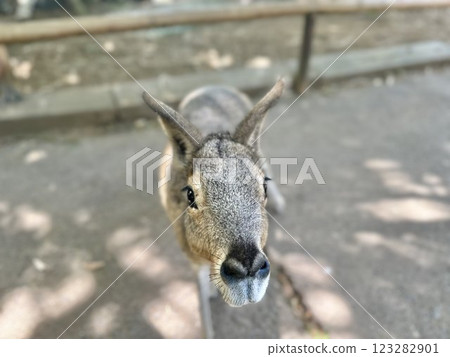 富士野生動物園的鹿 富士野生動物園的鹿 123282901