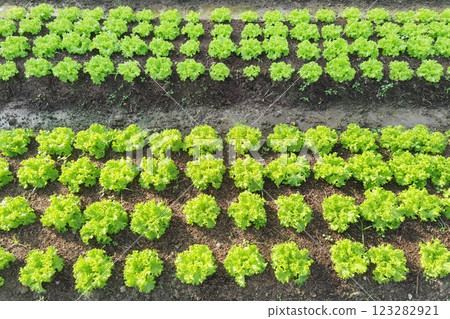 Growing organic vegetable farms Growing organic vegetable farms 123282921