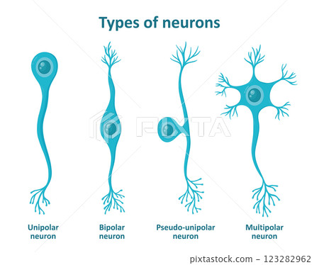 Different types of neurons, nerve cells 123282962
