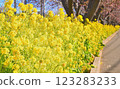 油菜花路 123283233
