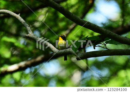 Male Narcissus flycatcher in the early summer forest Male Narcissus flycatcher in the early summer forest 123284100