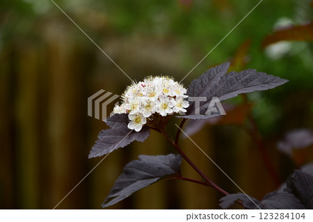 Spirea flowers in the garden Spirea flowers in the garden 123284104