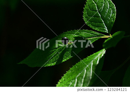 森林漿果的黑色果實 123284121