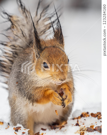 The squirrel in winter sits on white snow. The squirrel in winter sits on white snow. 123284160