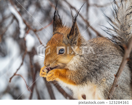 The squirrel with nut sits on tree in the winter or late autumn 123284161