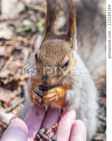 A squirrel in the spring or autumn eats nuts from a human hand. Eurasian red squirrel, Sciurus vulgaris 123284169