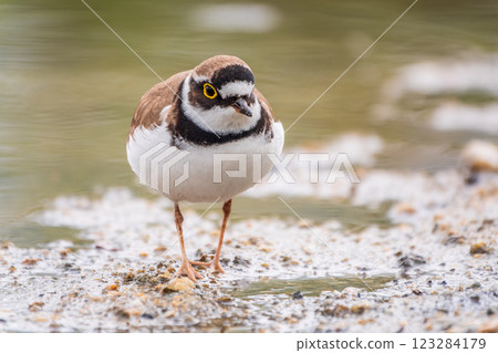 Little ringed plover (Charadrius dubius), bird standing on the lake shore Little ringed plover (Charadrius dubius), bird standing on the lake shore 123284179