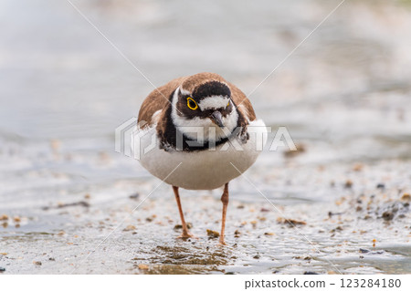Little ringed plover (Charadrius dubius), bird standing on the lake shore 123284180