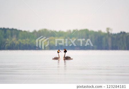 Mating games of two water birds Great Crested Grebes. Two waterfowl birds Great Crested Grebes swim in the lake with heart shaped silhouette Mating games of two water birds Great Crested Grebes. Two waterfowl birds Great Crested Grebes swim in the lake with heart shaped silhouette 123284181