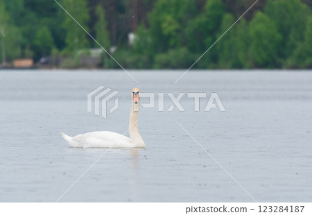 Graceful white Swan swimming in the lake, swans in the wild. Portrait of a white swan swimming on a lake. 123284187