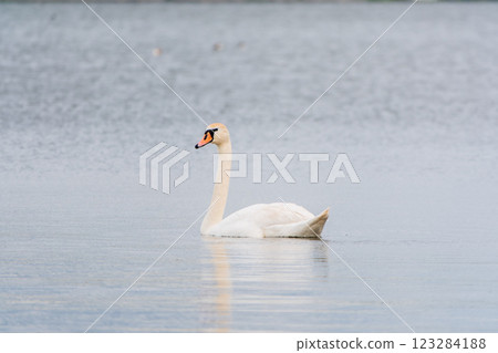 Graceful white Swan swimming in the lake, swans in the wild. Portrait of a white swan swimming on a lake. 123284188