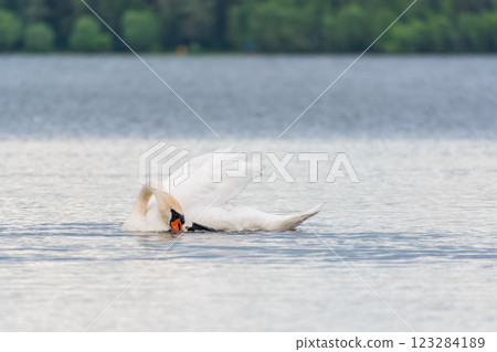 Graceful white Swan swimming in the lake, swans in the wild. Portrait of a white swan swimming on a lake. 123284189