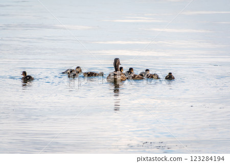 A family of ducks, a duck and its little ducklings are swimming in the water. The duck takes care of its newborn ducklings. Mallard, lat. Anas platyrhynchos 123284194