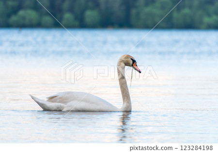 Graceful white Swan swimming in the lake, swans in the wild. Portrait of a white swan swimming on a lake. 123284198