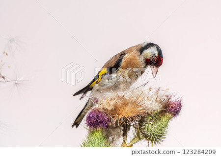 European goldfinch, feeding on the seeds of thistles. Carduelis carduelis. 123284209