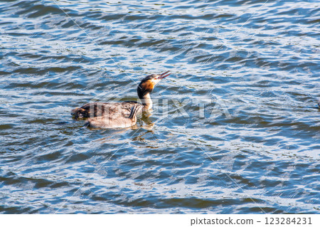 The waterfowl bird, great crested grebe with chick, swimming in the lake. 123284231