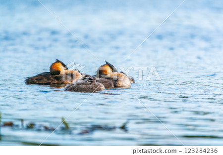 The waterfowl bird, great crested grebe with chick, swimming in the lake. The waterfowl bird, great crested grebe with chick, swimming in the lake. 123284236