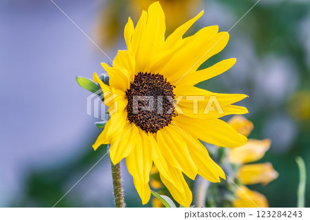 Close-up on the head of sunflower blooming, textures of stamens Close-up on the head of sunflower blooming, textures of stamens 123284243