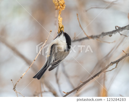Cute bird the willow tit, song bird sitting on a branch without leaves in the winter. Cute bird the willow tit, song bird sitting on a branch without leaves in the winter. 123284283