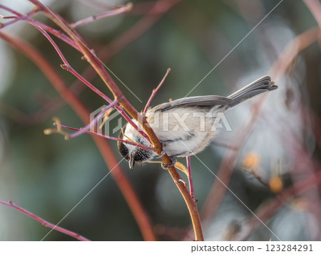 Cute bird the willow tit, song bird sitting on a branch without leaves in the winter. Cute bird the willow tit, song bird sitting on a branch without leaves in the winter. 123284291