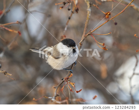 Cute bird the willow tit, song bird sitting on a branch without leaves in the winter. Cute bird the willow tit, song bird sitting on a branch without leaves in the winter. 123284293