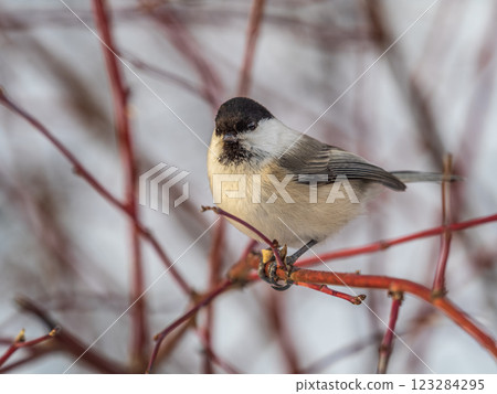 Cute bird the willow tit, song bird sitting on a branch without leaves in the winter. Cute bird the willow tit, song bird sitting on a branch without leaves in the winter. 123284295