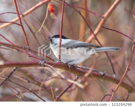 Cute bird the willow tit, song bird sitting on a branch without leaves in the winter. Cute bird the willow tit, song bird sitting on a branch without leaves in the winter. 123284296