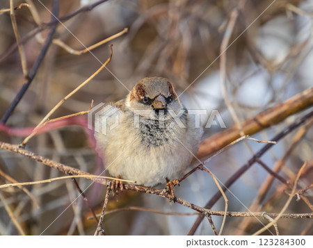 Sparrow sits on a branch without leaves. Sparrow sits on a branch without leaves. 123284300