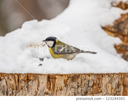 Cute bird Great tit, songbird sitting on a branch with snow in the autumn or winter. 123284301