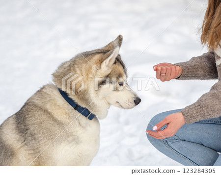 Portrait of the Siberian Husky dog black and white colour with blue eyes in winter. 123284305
