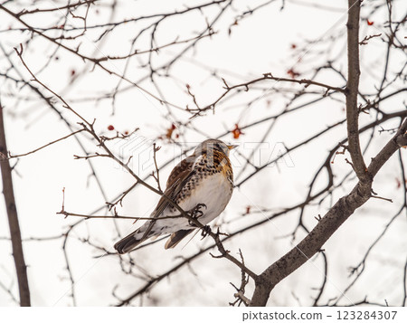 Fieldfare sitting on the bush and feeding on wild red apples in winter or early spring time. 123284307