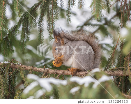 The squirrel with nut sits on tree in the winter or late autumn 123284313