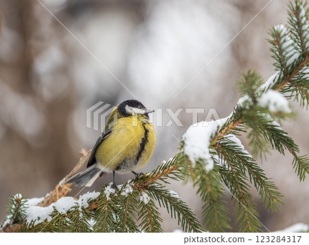 Cute bird Great tit, songbird sitting on the fir branch with snow in winter Cute bird Great tit, songbird sitting on the fir branch with snow in winter 123284317