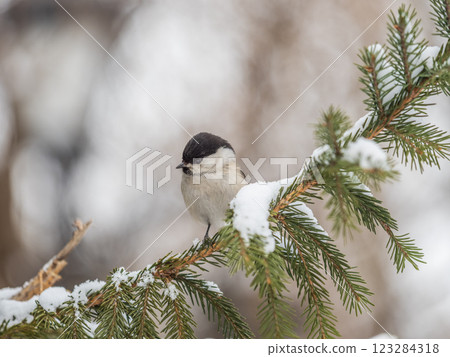 Cute bird the willow tit, song bird sitting on the fir branch with snow in winter Cute bird the willow tit, song bird sitting on the fir branch with snow in winter 123284318