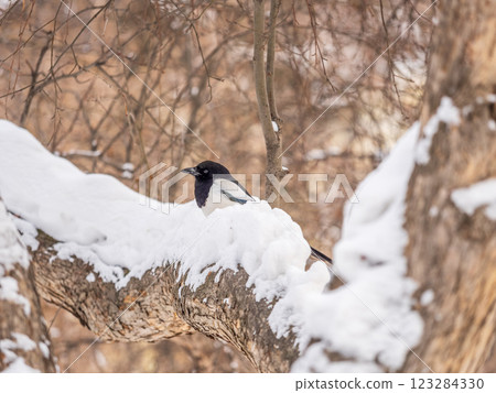 The Eurasian Magpie or Common Magpie or Pica pica is sitting on the branch with colorful background The Eurasian Magpie or Common Magpie or Pica pica is sitting on the branch with colorful background 123284330