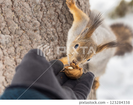 Squirrel eats nuts from a man's hand. Caring for animals in winter or autumn. 123284338