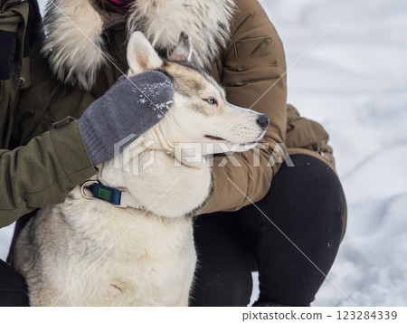 Portrait of the Siberian Husky dog black and white colour with blue eyes in winter. 123284339