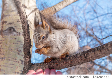 The squirrel with nut sits on tree in the winter or late autumn 123284348