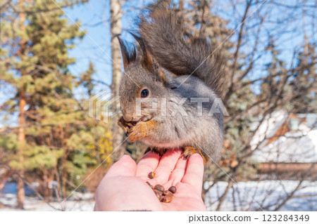 Squirrel eats nuts from a man's hand. Caring for animals in winter or autumn. 123284349