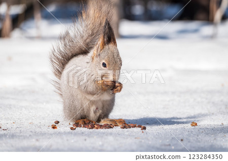 The squirrel in winter sits on white snow. 123284350