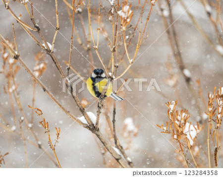 Cute bird Great tit, songbird sitting on a branch without leaves in the autumn or winter. 123284358