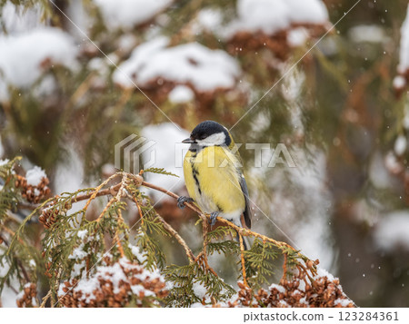 Cute bird Great tit, songbird sitting on the fir branch with snow in winter Cute bird Great tit, songbird sitting on the fir branch with snow in winter 123284361