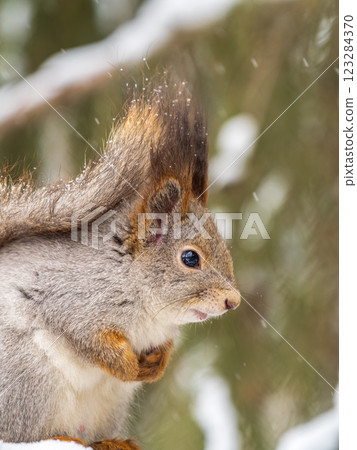 The squirrel sits on a branches without leaves in the winter or autumn 123284370