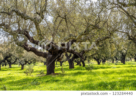 Cork Oak forest at Hortas de Baixo near Arronches, Alentejo, Portugal. Cork Oak forest at Hortas de Baixo near Arronches, Alentejo, Portugal. 123284440