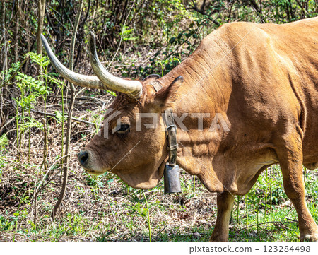 The Cachena cow in Nationalpark Peneda-Geres in North Portugal, a traditional Portuguese mountain cattle 123284498
