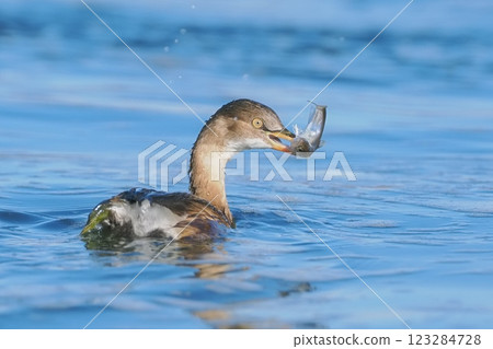 Little Grebe Catching a Fish 123284728
