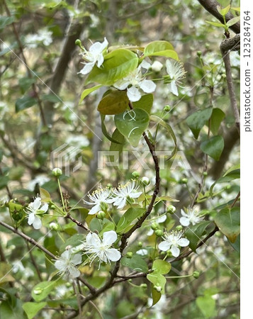 Flowering branch of barbados cherry tree with white flowers and green leaves in the garden Flowering branch of barbados cherry tree with white flowers and green leaves in the garden 123284764